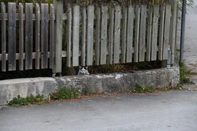 DSC_6987 (Large).JPG